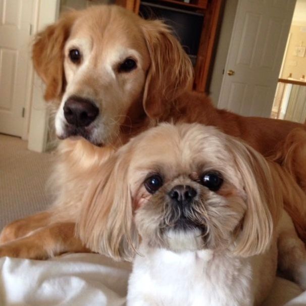 Professional dog walker in Wayne, PA, walking a golden retriever