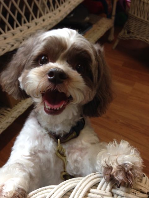 Dog walking service in Wayne, PA, by Pet Sitters Unlimited