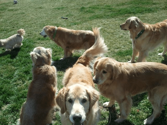 Pet Sitters Unlimited team providing in-home pet care in Wayne, PA