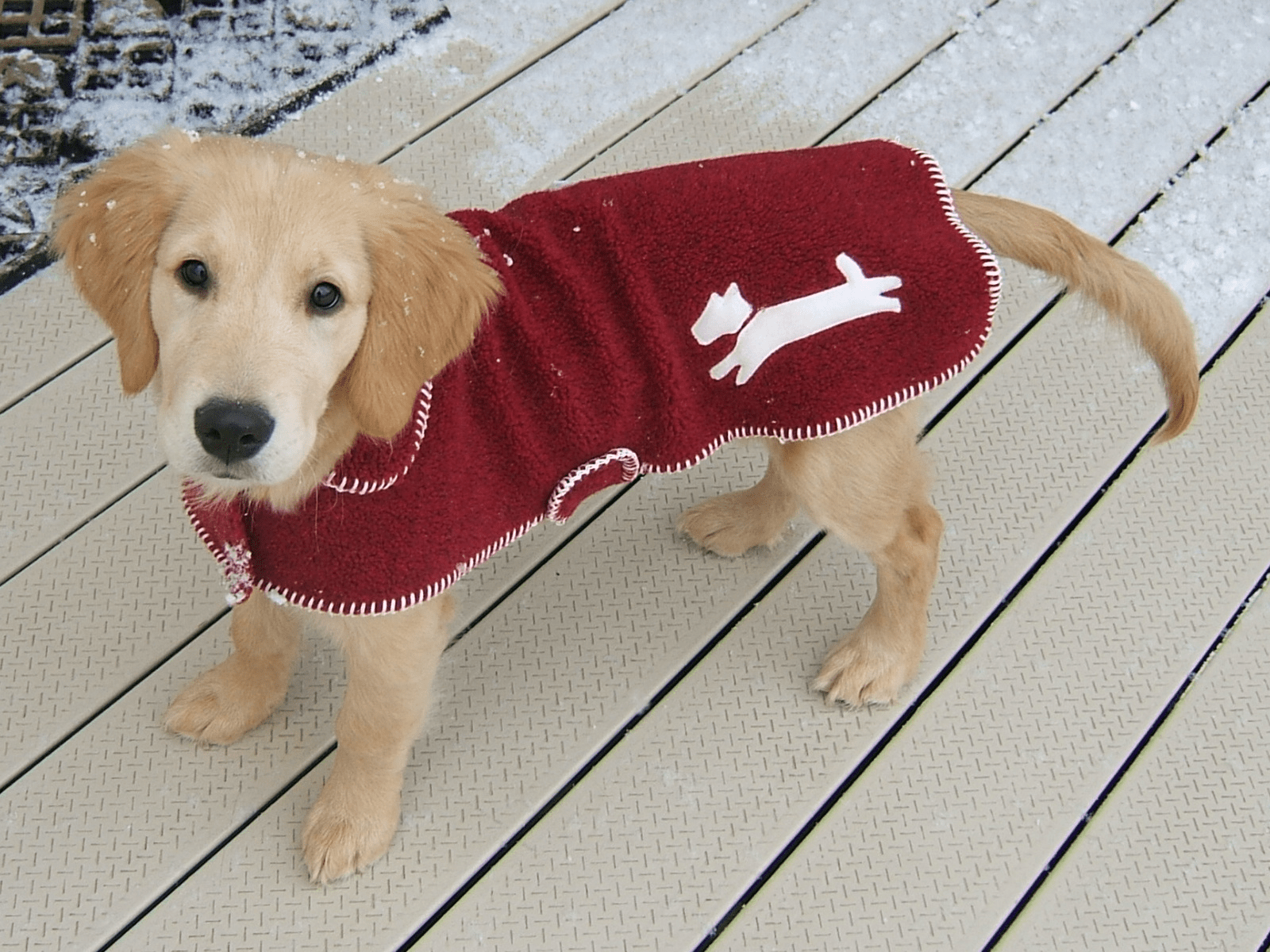 pet-sitting-service-area-wayne-pa.jpg